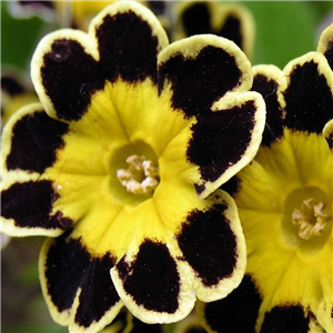 Primula 'Victorian Chocolate Laced'